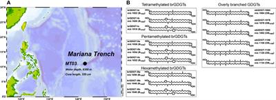 Enhanced production of highly methylated brGDGTs linked to anaerobic bacteria from sediments of the Mariana Trench